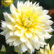 dahlia decoratif -canary fubuki